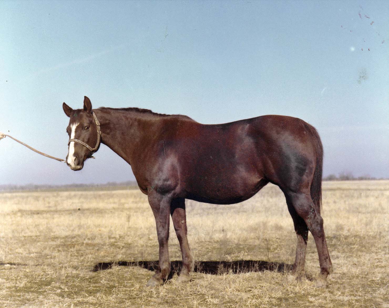 Go Galla Go, by Go Man Go by Top Deck, is the dam of Rocket Wrangler. Go Galla Go won 15 races, including the 1964 South Texas Derby, Oklahoma QH Association Derby and La Grange Downs Derby. She produced 14 foals with 11 ROM and two stakes winners.