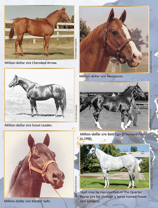 The Boomerang Thoroughbred Horse Profile - Next Race, Form, Stats, News,  Breeding