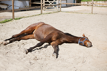 In the face of a colic crisis, first gather information about the three P’s of colic: Pulse, Pain, and Peristalsis along with mucous membrane color and refill time.