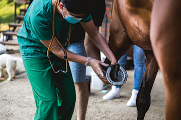 Caution should always be exercised by an owner who is inclined to treat a lameness concern with an NSAID without a veterinary exam.