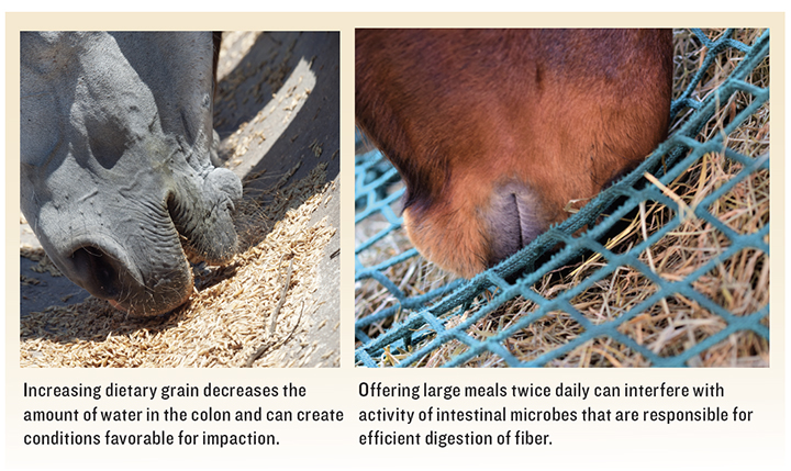 Effects of Feeding Strategies on Intestinal Function