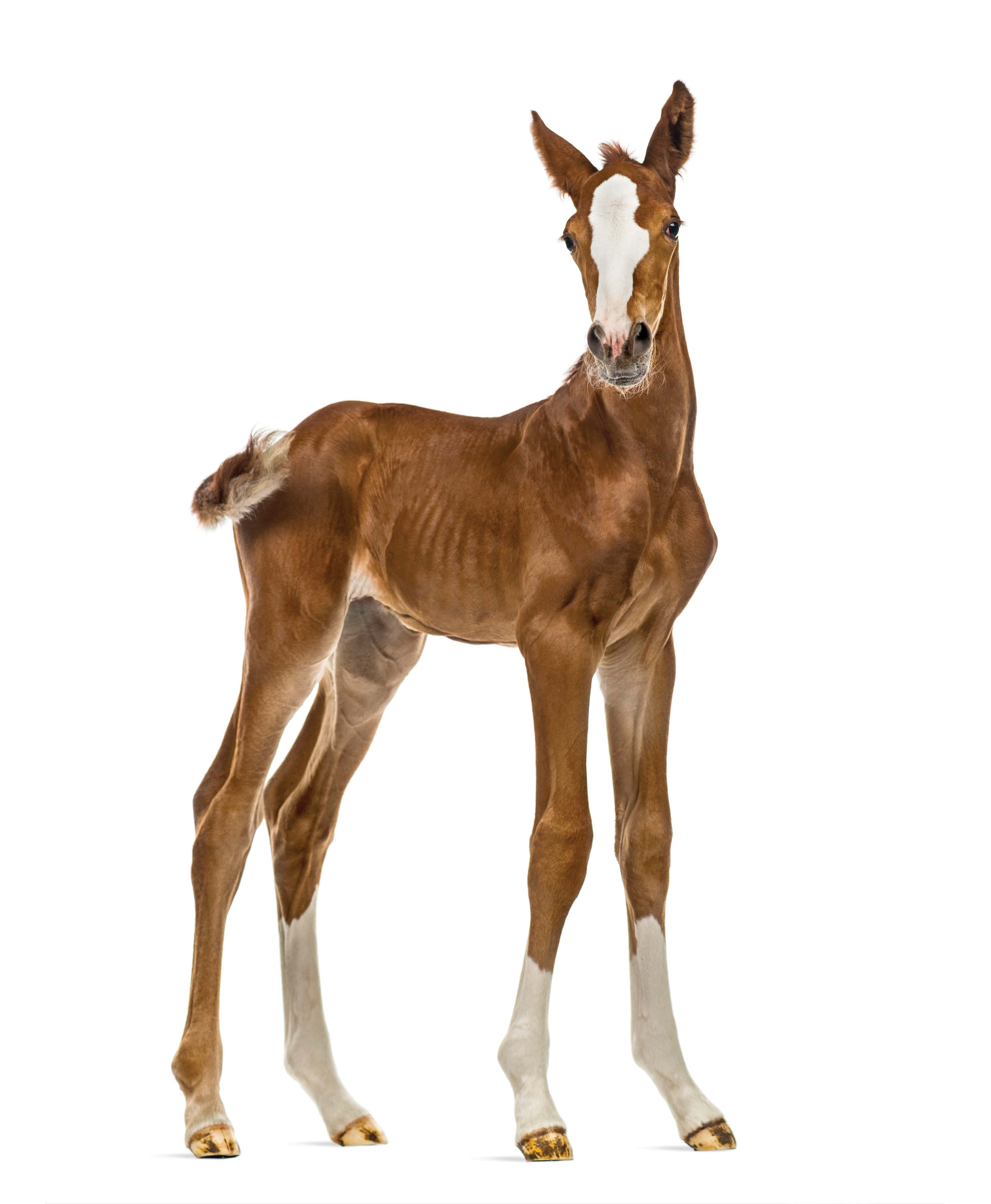 Although as many as 13% of foals don’t have straight limbs within the first 10 days, most spontaneously correct themselves with time and growth. 