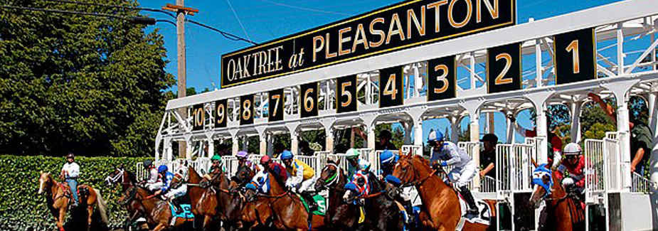 Oak Tree at Pleasanton